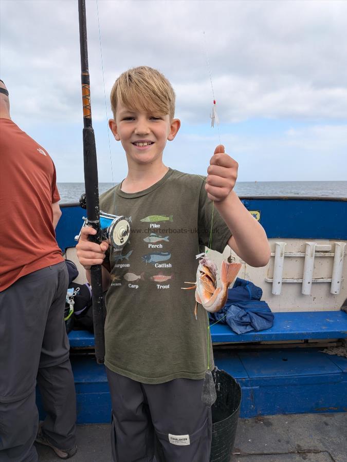 8 oz Tub Gurnard by Unknown