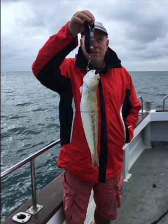 1 lb 14 oz Greater Weever by Clive