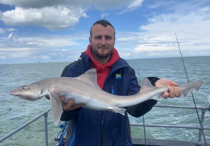 8 lb Smooth-hound by Unknown