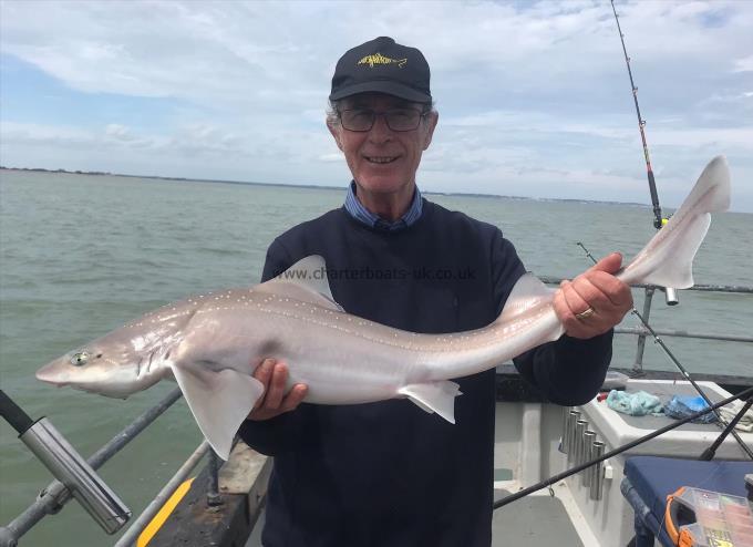 7 lb Smooth-hound by Unknown