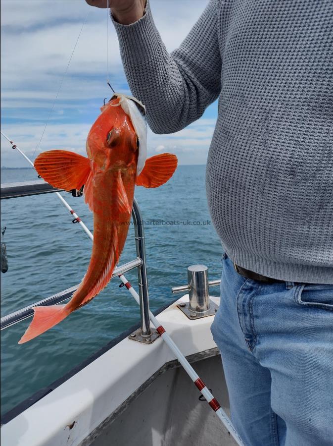 1 lb Red Gurnard by Unknown