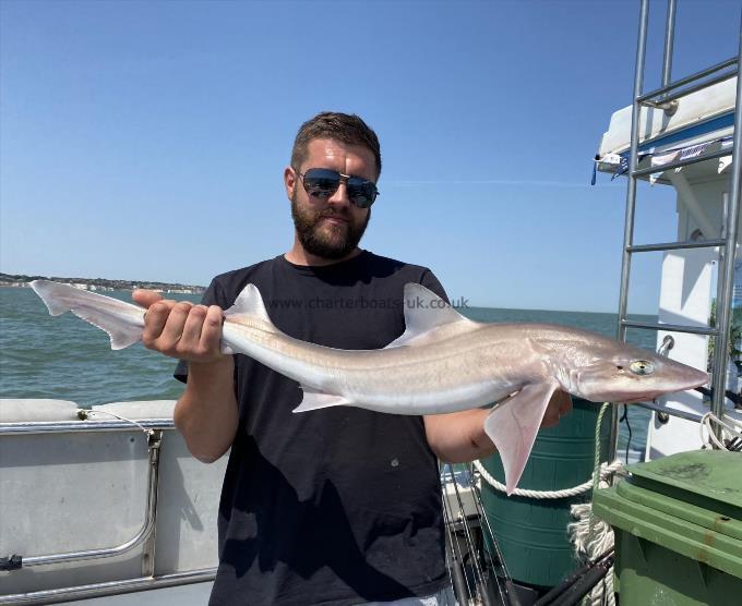 7 lb Smooth-hound (Common) by Unknown