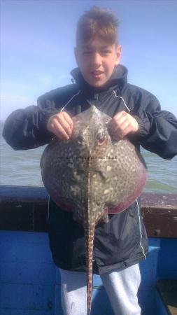 6 lb Thornback Ray by ollie from gravesend