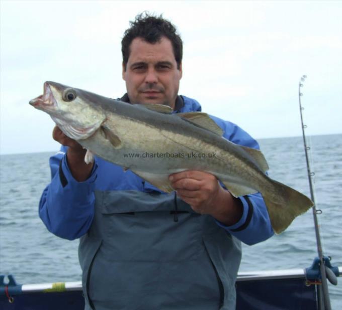 8 lb 8 oz Pollock by Paul Mussellwhite