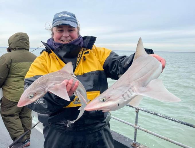 6 lb Smooth-hound (Common) by Unknown