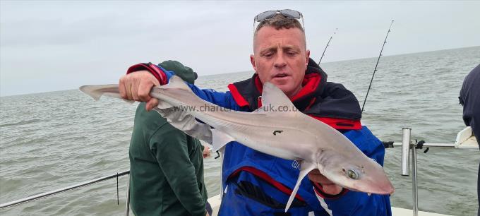 11 lb Starry Smooth-hound by Jon