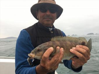 1 lb 5 oz Ballan Wrasse by Mike