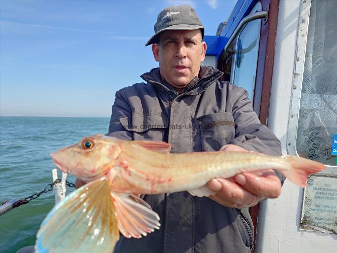 2 lb Tub Gurnard by Curtis