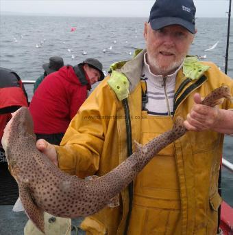 13 lb 7 oz Bull Huss by stewart walker