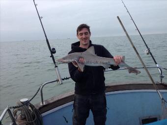 14 lb Smooth-hound (Common) by Glen