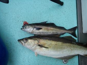 2 lb 14 oz Coalfish (Coley/Saithe) by Mark
