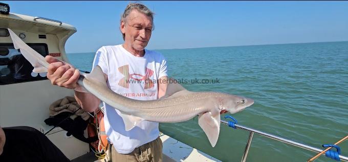 7 lb Smooth-hound by John