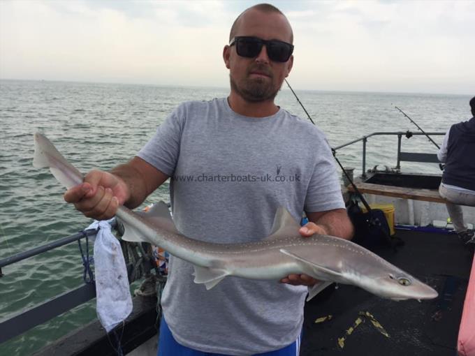 4 lb Smooth-hound by Unknown
