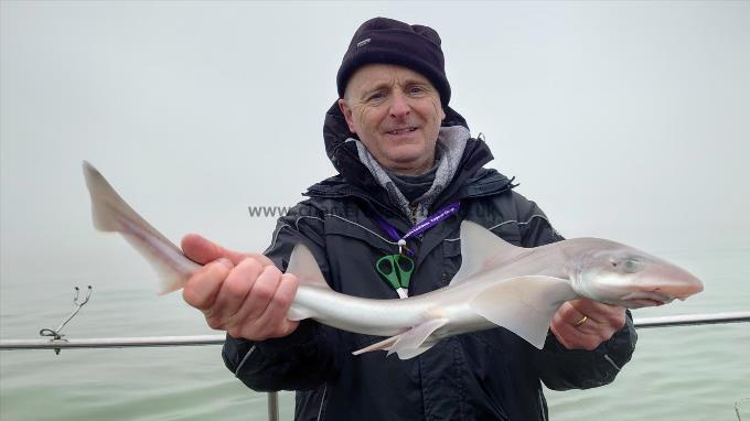 4 lb Starry Smooth-hound by David