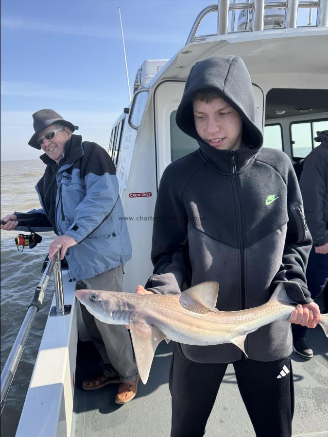 4 lb 8 oz Starry Smooth-hound by Zak