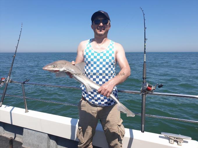 7 lb Starry Smooth-hound by Bob Marshall