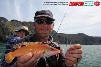 1 lb Cuckoo Wrasse by Mike