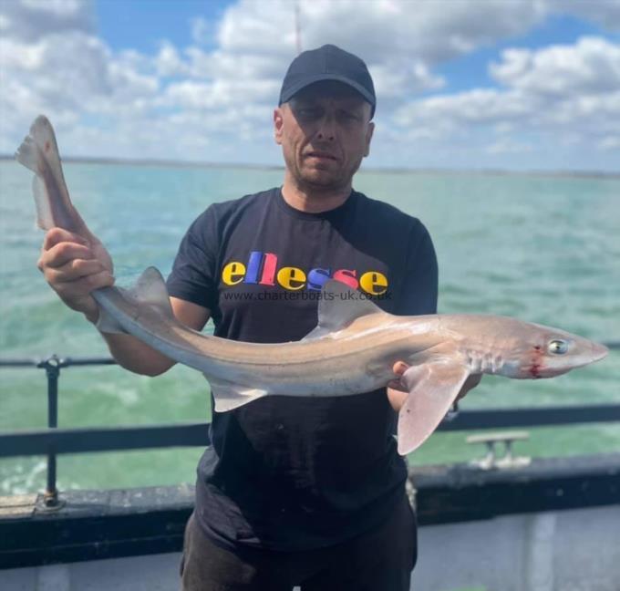 7 lb Smooth-hound by Unknown