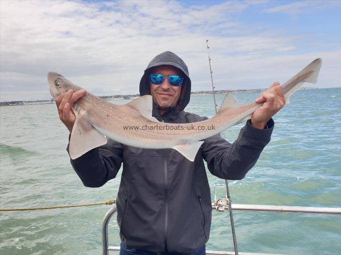 8 lb Starry Smooth-hound by Bob Marshall