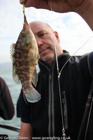 5 oz Corkwing Wrasse by Jeffers