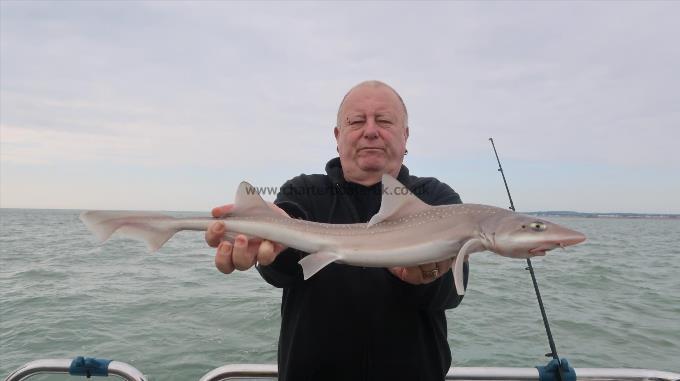 5 lb Smooth-hound by Emrys
