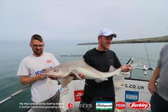 13 lb Starry Smooth-hound by Matthew