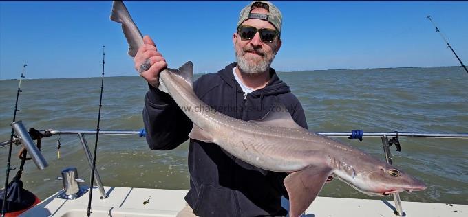 10 lb Starry Smooth-hound by Dave