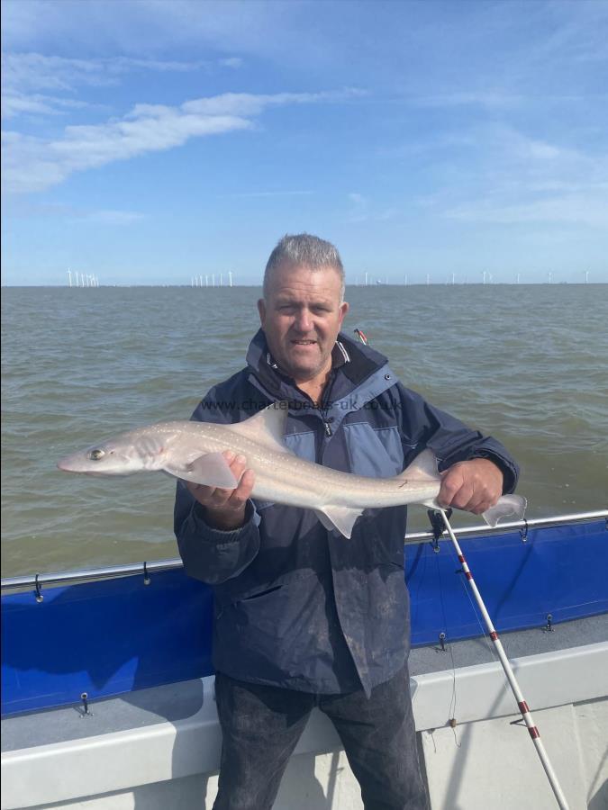 7 lb 7 oz Smooth-hound (Common) by Graham