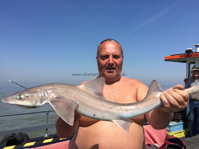 6 lb Smooth-hound (Common) by Unknown