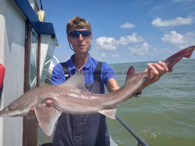 7 lb 6 oz Smooth-hound (Common) by Justin