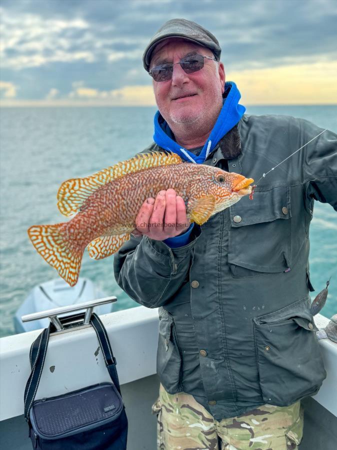 2 lb Ballan Wrasse by Paul McNally