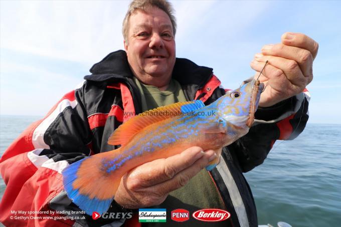 1 lb Cuckoo Wrasse by Dave