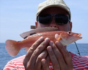 8 oz Cuckoo Wrasse by Unknown