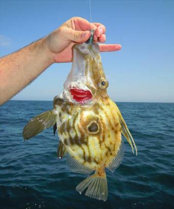 1 lb 7 oz John Dory by Dan