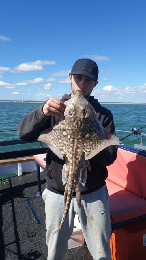7 lb 2 oz Thornback Ray by Unknown