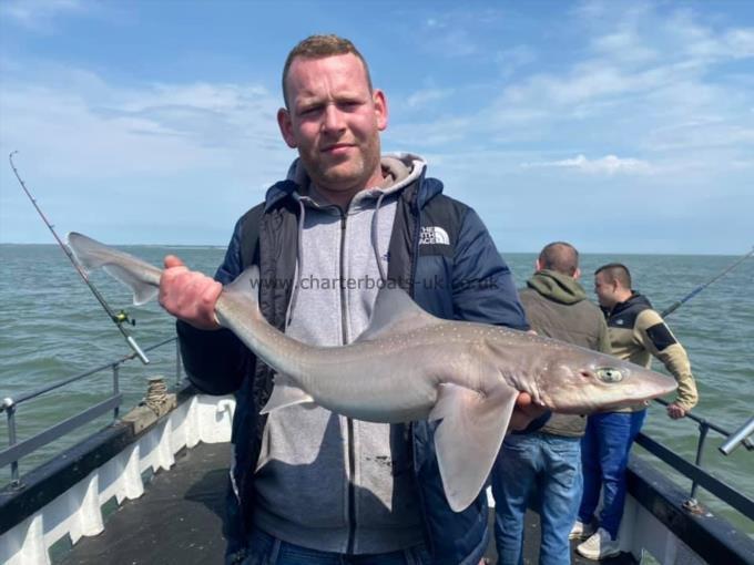 8 lb Starry Smooth-hound by Unknown