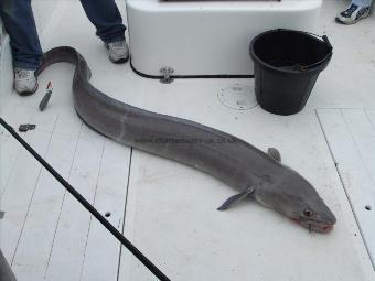 75 lb Conger Eel by Rob Farrell