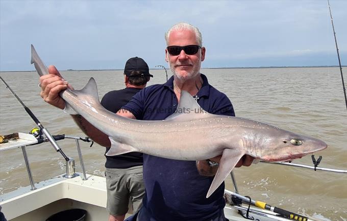 14 lb Starry Smooth-hound by Unknown