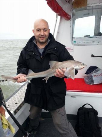4 lb 5 oz Smooth-hound (Common) by Mike West