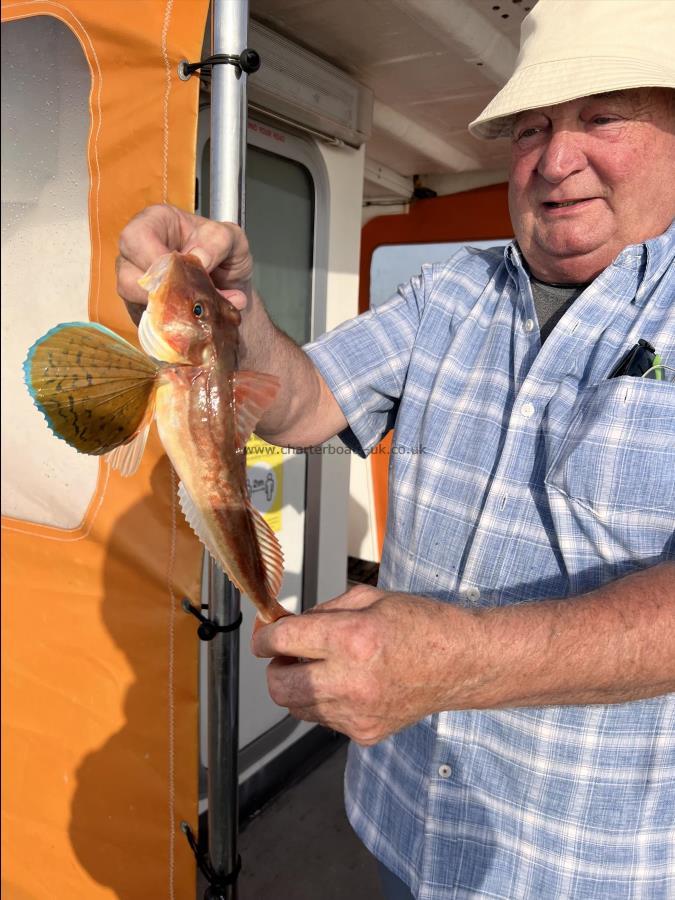 1 lb 4 oz Grey Gurnard by Unknown