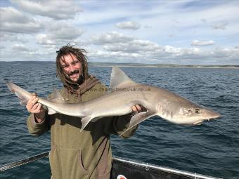 16 lb 7 oz Starry Smooth-hound by TOM