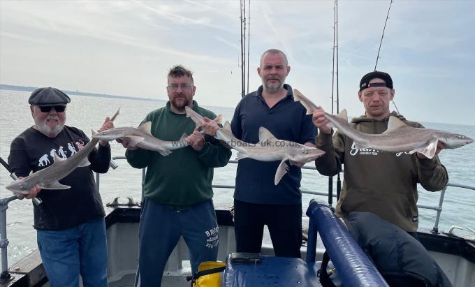 6 lb Smooth-hound by Unknown