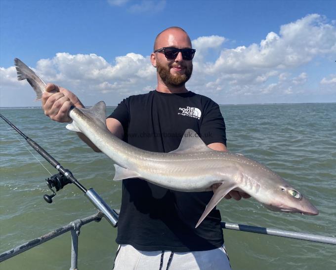7 lb Smooth-hound by Unknown