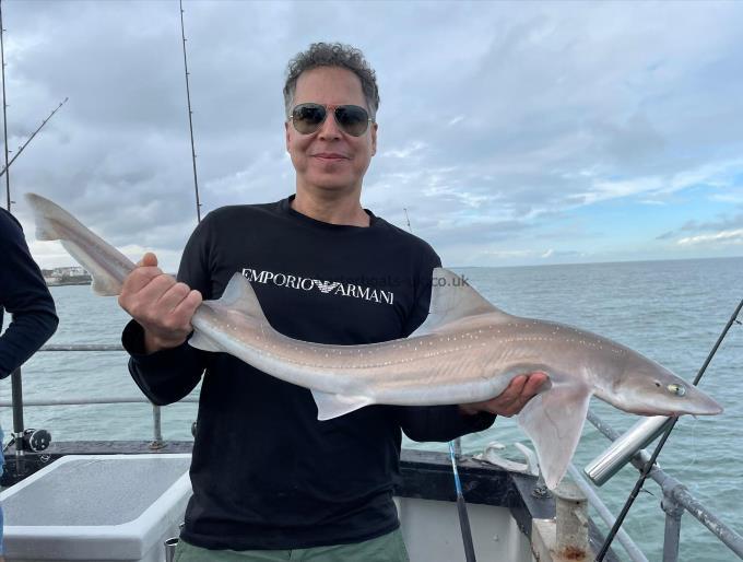 7 lb Starry Smooth-hound by Unknown