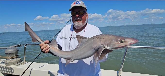 12 lb Starry Smooth-hound by Martin