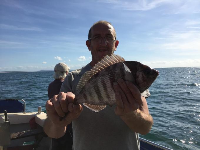 3 lb Black Sea Bream by Unknown