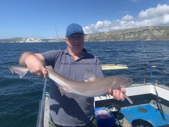 6 lb Smooth-hound by Unknown