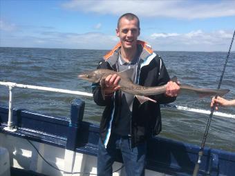 5 lb Smooth-hound (Common) by Unknown