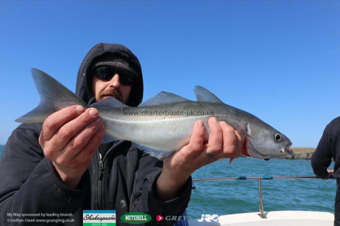 3 lb Coalfish (Coley/Saithe) by Dave