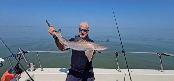 10 lb Smooth-hound by Phil